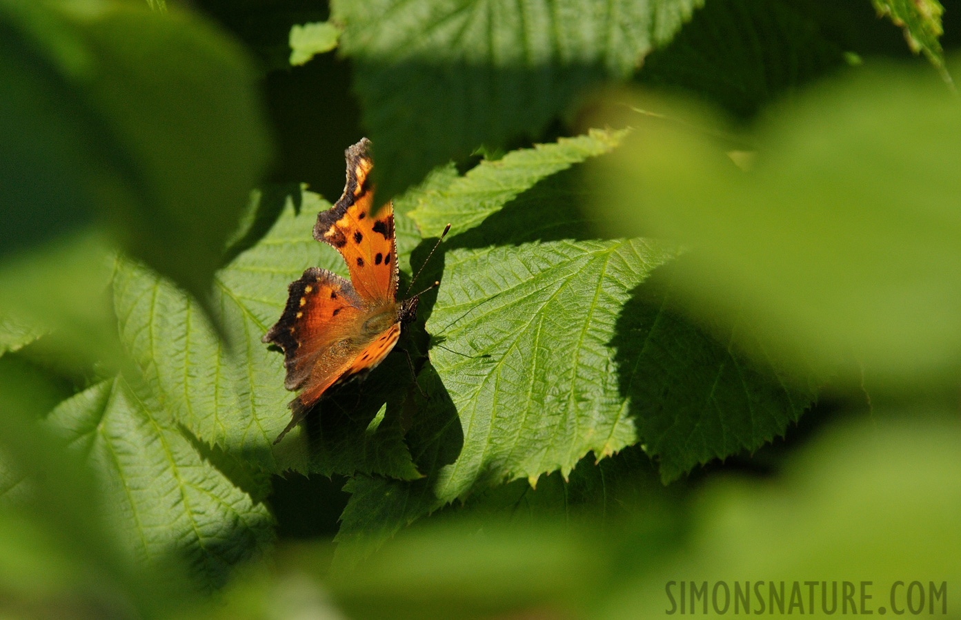 Polygonia comma [300 mm, 1/2000 Sek. bei f / 8.0, ISO 1000]